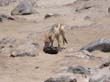 Cape Cross - Namibie - otaries a fourrure (22)